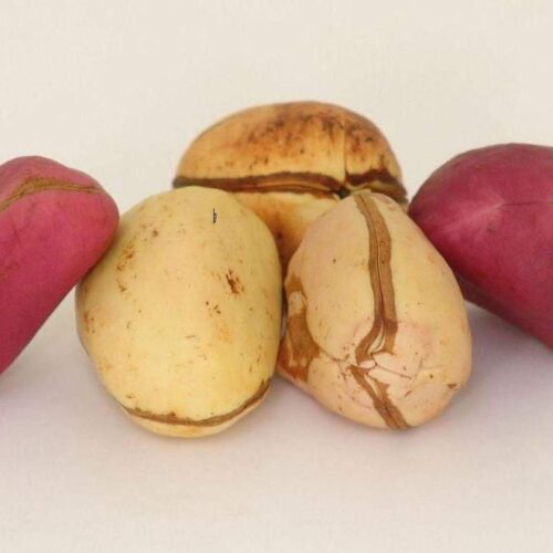 Kolanuts ( Obi)